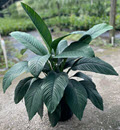 14" Spathiphyllum Sensation Peace Lily 